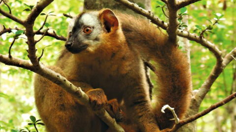 Lemurs Have Found A Surprising Technique To Fight Off Infections