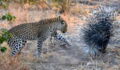 This Leopard Discovered Why It's Never A Good Idea To Attack A Porcupine