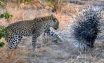 This Leopard Discovered Why It's Never A Good Idea To Attack A Porcupine