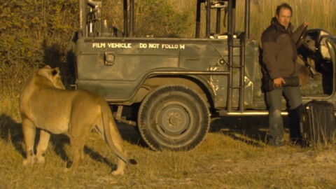 Face-to-Face With a Lion, This Cameraman Feared for His Life… but What Happened Next Was Astounding