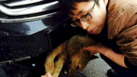 After Driving 200 Miles, This Man Found Something Totally Unexpected In His Front Bumper