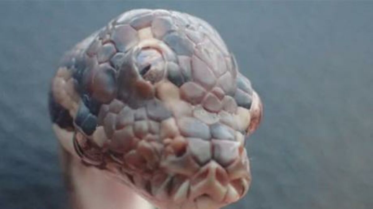 This 3-Headed Snake Was Found In Northern Australia!