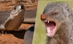 A mangoose goes toe to tail with a black mamba in the wild