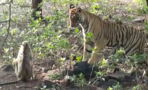 A tiger leapt towards this monkey but then something extraordinary happened