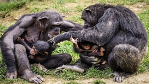 Humans Are Affecting Chimpanzees' Behaviour In A Disturbing Way