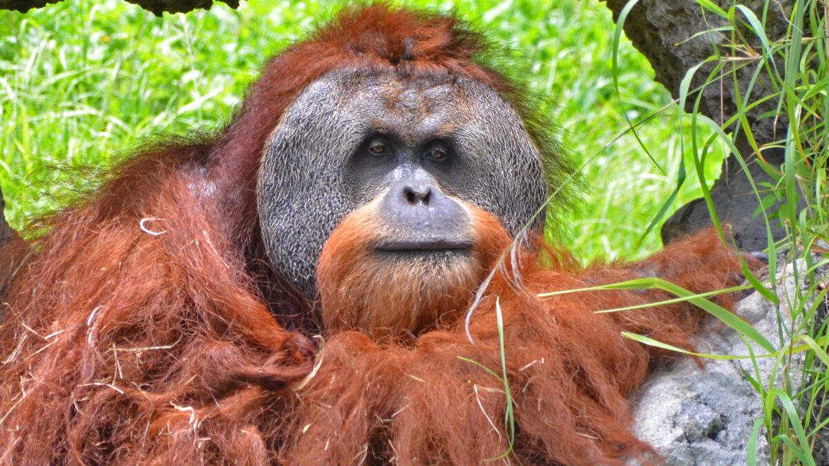 Orang utan penis