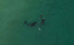 Amazing Footage Shows A Swimmer Getting Unbelievably Close To A Group Of Orcas