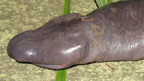 25 bizarre creatures that you won't believe actually exist