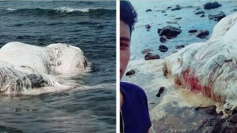 This Mysterious Animal Carcass Washed Up On The Beach And Is Terrorising Locals