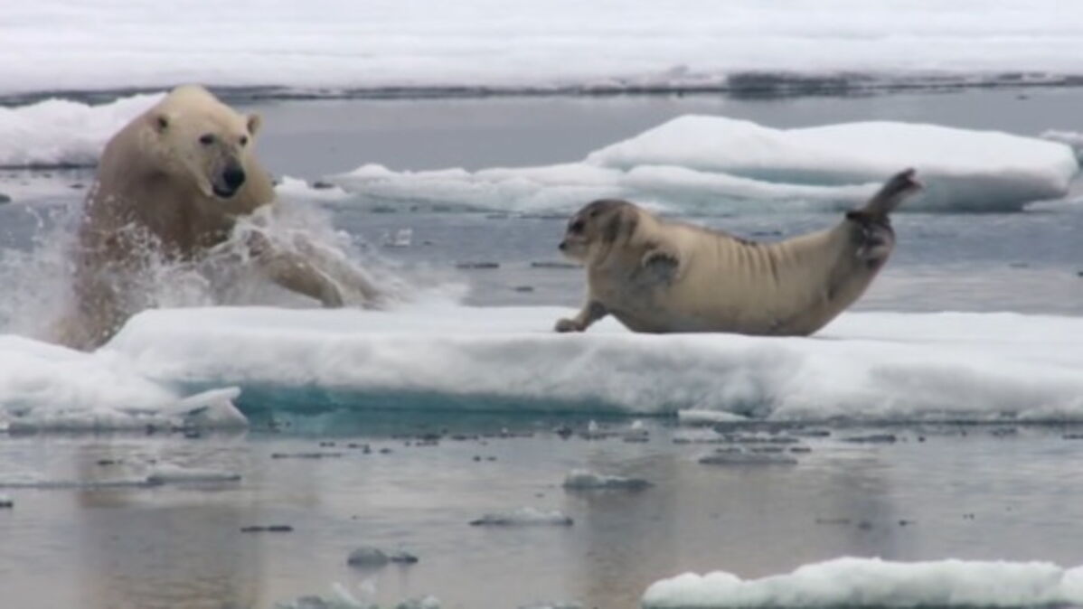 This video of a starving polar bear setting its sights on a seal is