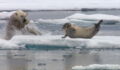 This video of a starving polar bear setting its sights on a seal is absolutely wild