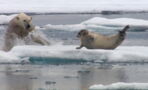This video of a starving polar bear setting its sights on a seal is absolutely wild