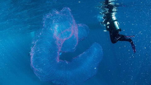 This Disturbing 10 Foot Long Creature Has Been Discovered Near Australia