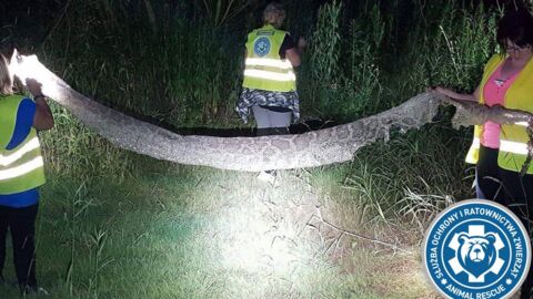 Giant Escaped Python Leaves City Dwellers Living In Fear
