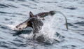 Incredible Footage Shows Sea Lion Attacking And Eating Sharks