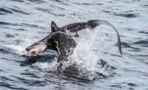 Incredible Footage Shows Sea Lion Attacking And Eating Sharks