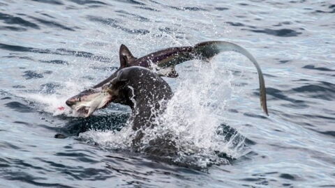 Incredible Footage Shows Sea Lion Attacking And Eating Sharks