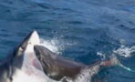 A huge great white shark was attacked by an even bigger shark (Video)