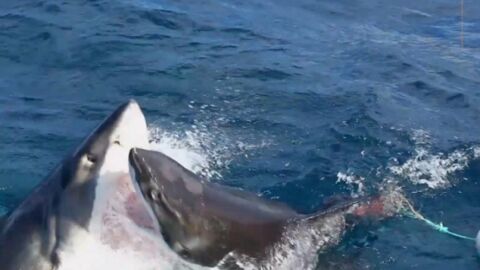 A huge great white shark was attacked by an even bigger shark (Video)