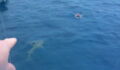 This Man Bumped Into A Shark While Swimming In The Ocean