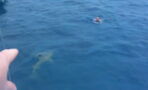 This Man Bumped Into A Shark While Swimming In The Ocean