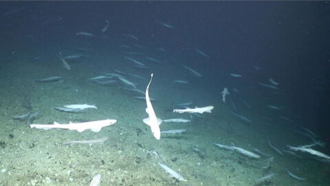 Scientists Have Made An Amazing Discovery Off The Coast Of Ireland