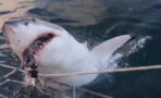 These Tourists Received Quite A Shock When A Monstrous Great White Shark Leapt Out Of The Water