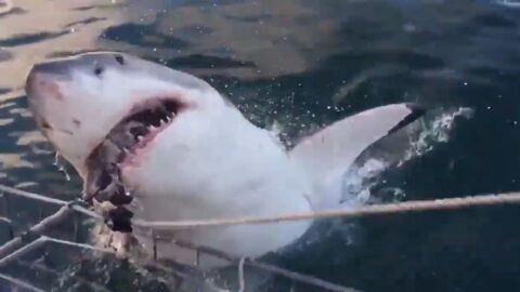 These Tourists Received Quite A Shock When A Monstrous Great White Shark Leapt Out Of The Water