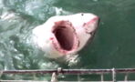 Tourists Scream As Enormous Great White Shark Attacks Diving Cage In South Africa