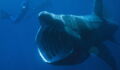 Scientists Are Stumped As Hundreds Of Basking Sharks Display Strange Behaviours
