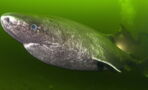 This deep sea dwelling shark has an unbelievable lifespan