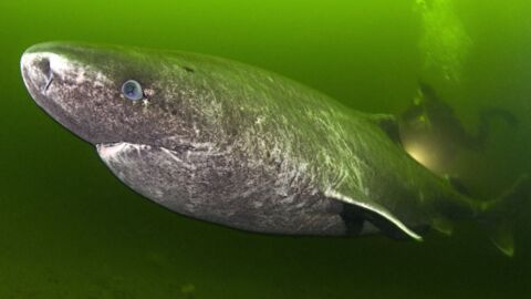 Goblin shark: The deep sea predator with a protruding snout