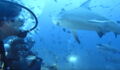 This Group Of Divers Had A Narrow Escape When They Were Surrounded By Sharks