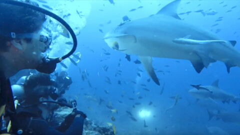 This Group Of Divers Had A Narrow Escape When They Were Surrounded By Sharks