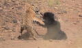 This Bengal tiger picked the wrong prey when it went after this bear