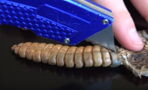 He Cut Open the Tail of a Rattlesnake to See What Was Inside