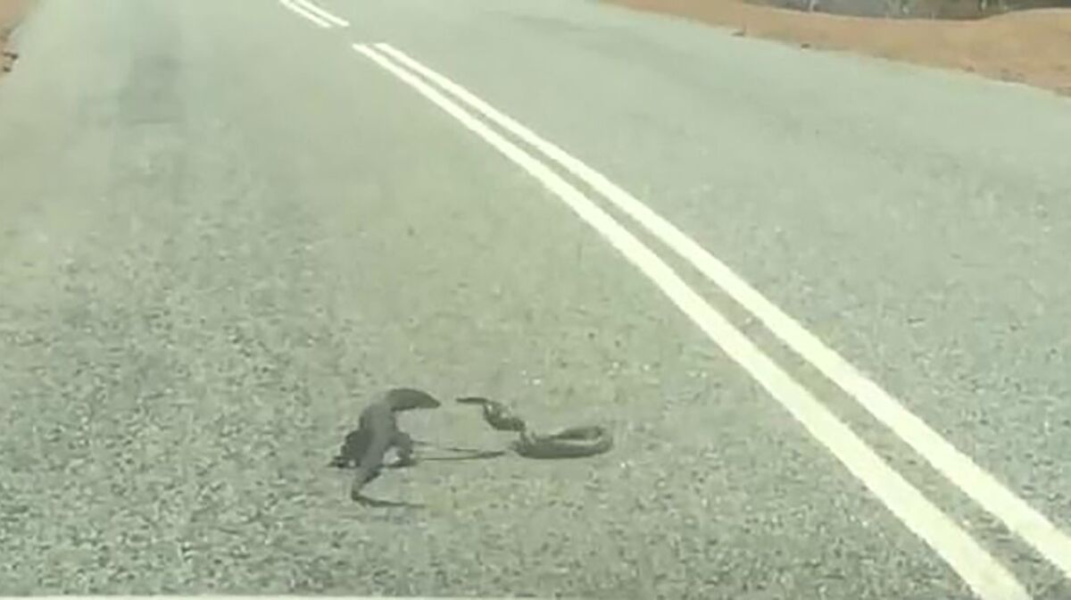 VIDEO: Brutal Encounter Between A Snake And A Lizard