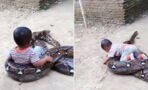 People are outraged at this video showing a toddler playing with an enormous python