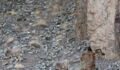 Most people can't find the elusive snow leopard hiding in this photo - can you?