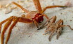 These Are the 5 Deadliest Spiders in the World