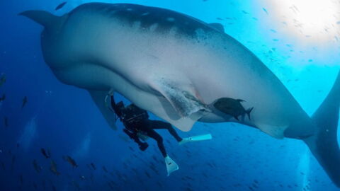 These Divers Captured The First Ever Underwater Ultrasound Of A Whale Shark