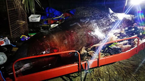 This Whale Was Discovered With Something Awful In Its Stomach