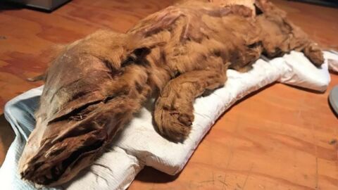 A 50,000-Year-Old Wolf Cub In Exceptional Condition Has Been Pulled Out Of The Ground In Canada