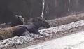 This Bear Was Caught On Camera Devouring A Live Moose On The Side Of A Road