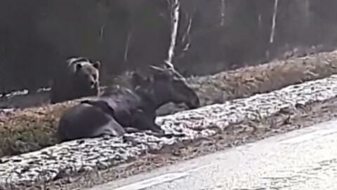 This Bear Was Caught On Camera Devouring A Live Moose On The Side Of A Road