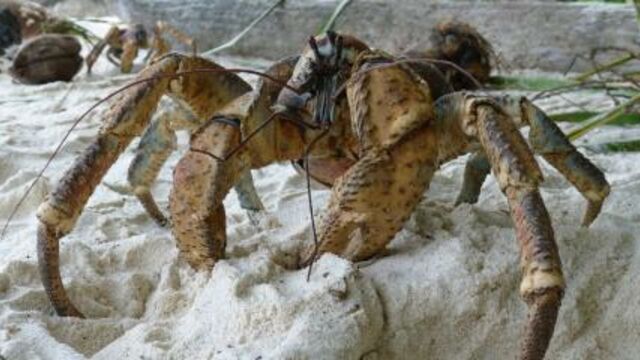 coconut crab attacks