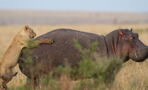 Incredible footage of lioness who tries to go head-to-head with a hippo