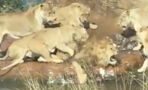 This Is The Shocking Moment Six Lionesses Turned On A Lion In Vicious Safari Park Attack