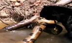 Gripping Moment When a Black Panther Tries to Take On a Giant Anaconda