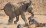This Hippo Seriously Regretted Getting Too Close to an Elephant
